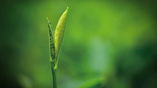 這片樹葉，改變了世界！