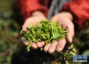 “吉時(shí)雨”雷山縣茶葉扶貧的“跨界公益”