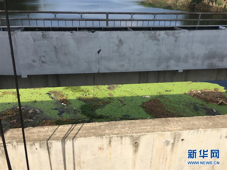 （新華視點(diǎn)·圖文互動(dòng)）（2）上游洪水來襲下游魚蟹死亡，泄洪為何變泄污？