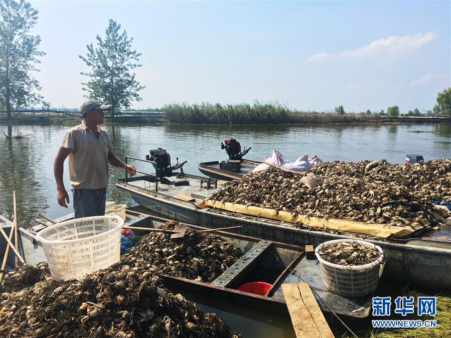 （新華視點(diǎn)·圖文互動(dòng)）（1）上游洪水來襲下游魚蟹死亡，泄洪為何變泄污？