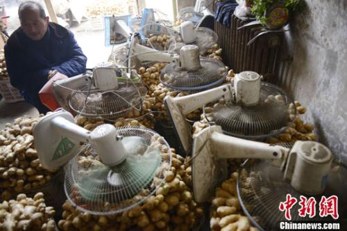 資料圖：山西太原蔬菜批發(fā)市場，姜販用多臺(tái)電風(fēng)扇風(fēng)干新鮮潮濕的生姜。<a target='_blank' ><p  align=