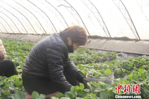 正值隆冬時節(jié)，山西省長治市長子縣天寒地凍，最低氣溫已有零下十幾度，當(dāng)?shù)氐氖卟舜笈飪?nèi)卻“春意盎然”、生機(jī)勃勃?！⊥蹙S寧 攝
