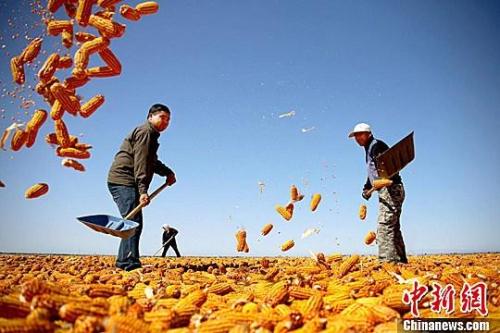資料圖。農(nóng)民揮動(dòng)鐵锨晾曬玉米，使得滿地盡帶“黃金甲”，成為一道靚麗的風(fēng)景線。趙琳 攝