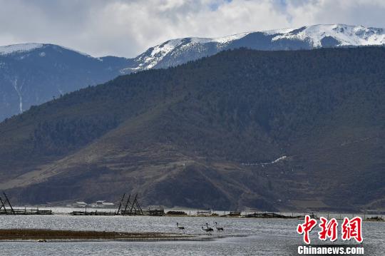 圖為在納帕海濕地棲息的候鳥?！⑷疥?yáng) 攝