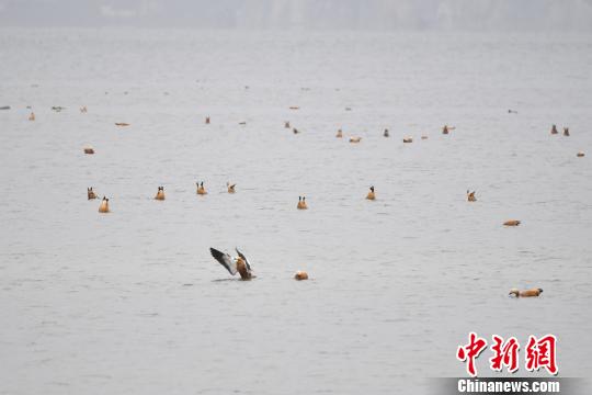 圖為在納帕海濕地棲息的候鳥。　劉冉陽(yáng) 攝