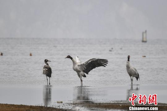 圖為在納帕海濕地棲息的黑頸鶴。　劉冉陽(yáng) 攝