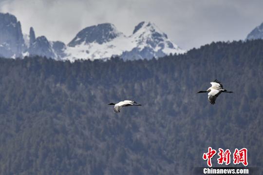 圖為在納帕海濕地上空飛翔的黑頸鶴?！⑷疥?yáng) 攝