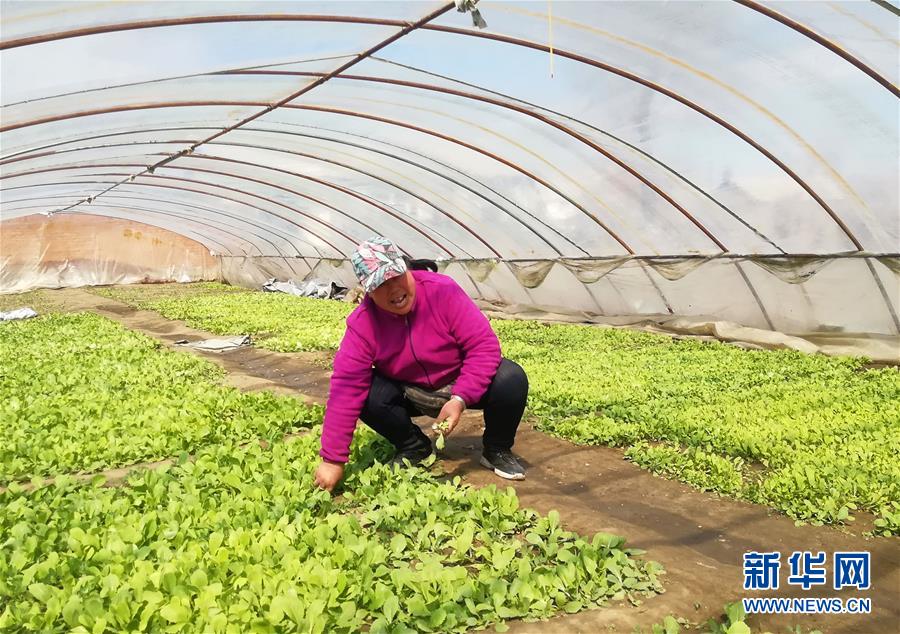 （在習(xí)近平新時代中國特色社會主義思想指引下——新時代新作為新篇章·圖文互動）（3）“黑三星村”緣何變成示范村？——東北一小村莊的脫貧振興路 