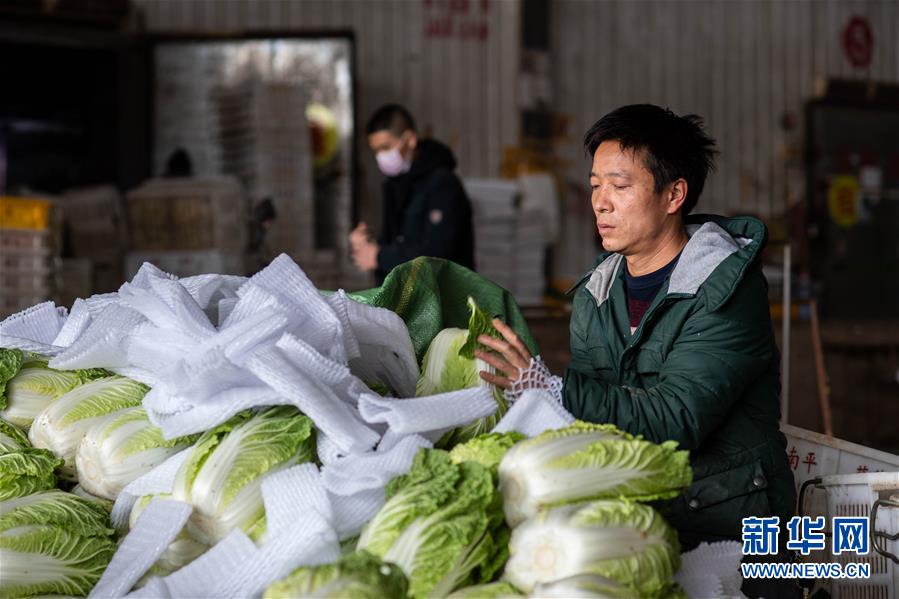 （抓好春耕備耕 穩(wěn)住農(nóng)業(yè)生產(chǎn)·圖文互動）（2）“栽種的是菜苗，收獲的是希望”——云南蔬菜集散地通海縣春耕見聞 