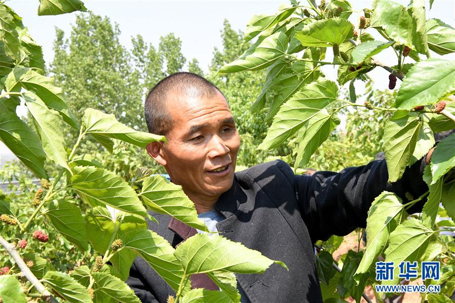 （決戰(zhàn)決勝脫貧攻堅·圖文互動）（2）河南汝陽：發(fā)展特色種植養(yǎng)殖產業(yè)助力農民脫貧
