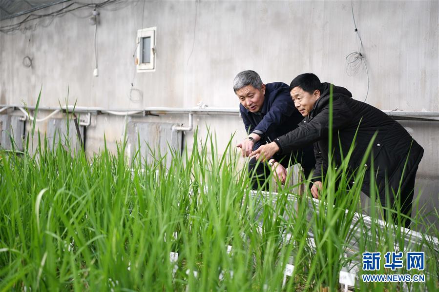（在習近平新時代中國特色社會主義思想指引下——新時代新作為新篇章·習近平總書記關切事·圖文互動）（4）讓農民挑上“金扁擔”——農業(yè)現(xiàn)代化的生動實踐掃描