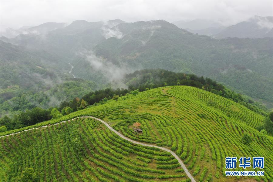 （走向我們的小康生活·圖文互動(dòng)）（8）綠了青山，紅了日子——秦巴山區(qū)群眾繪出小康“調(diào)色板”
