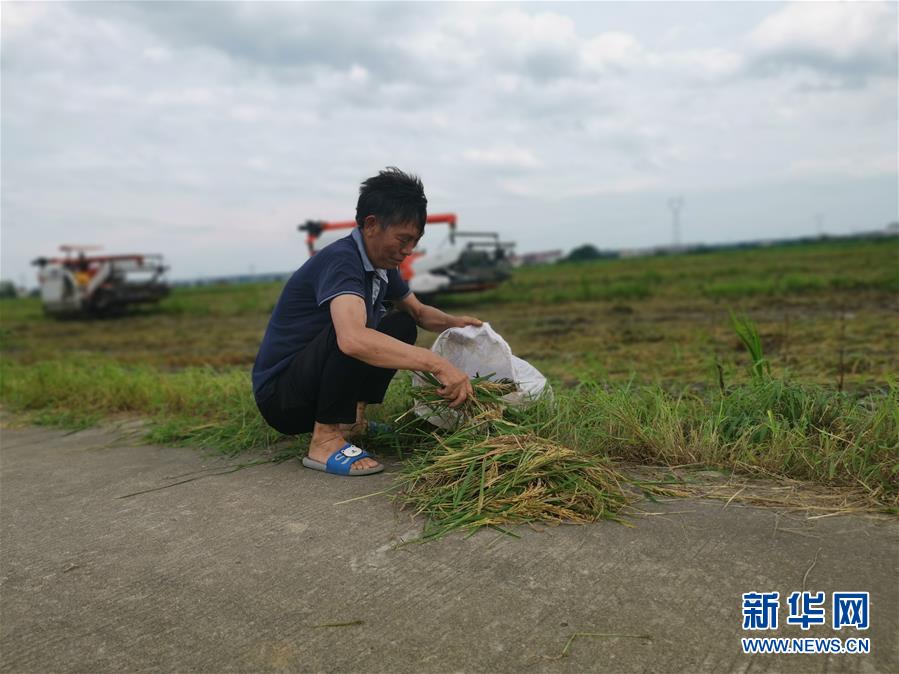 （新華視點(diǎn)·聚焦餐桌外的浪費(fèi)·圖文互動(dòng)）（1）顆粒歸倉為何難實(shí)現(xiàn)？我國糧食收割環(huán)節(jié)損失驚人