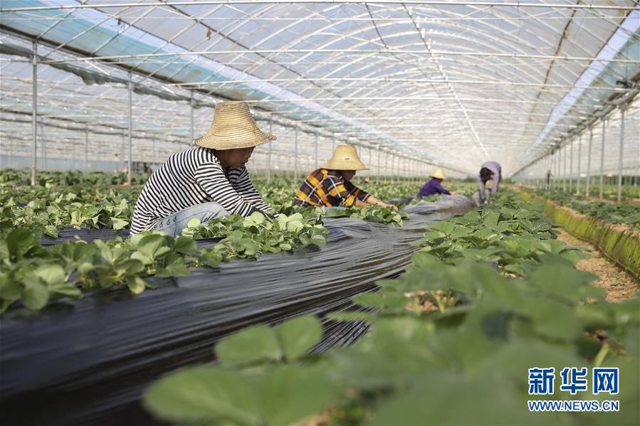 （新華全媒頭條·決戰(zhàn)決勝脫貧攻堅·督戰(zhàn)未摘帽貧困縣·圖文互動）（12）不獲全勝，決不收兵——全國52個掛牌督戰(zhàn)貧困縣脫貧攻堅紀實
