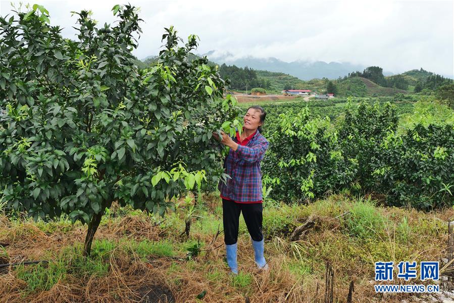 （決戰(zhàn)決勝脫貧攻堅(jiān)·圖文互動(dòng)）（10）同飲一江水 攜手“斬窮根”——深圳對(duì)口廣西河池、百色扶貧協(xié)作見(jiàn)聞