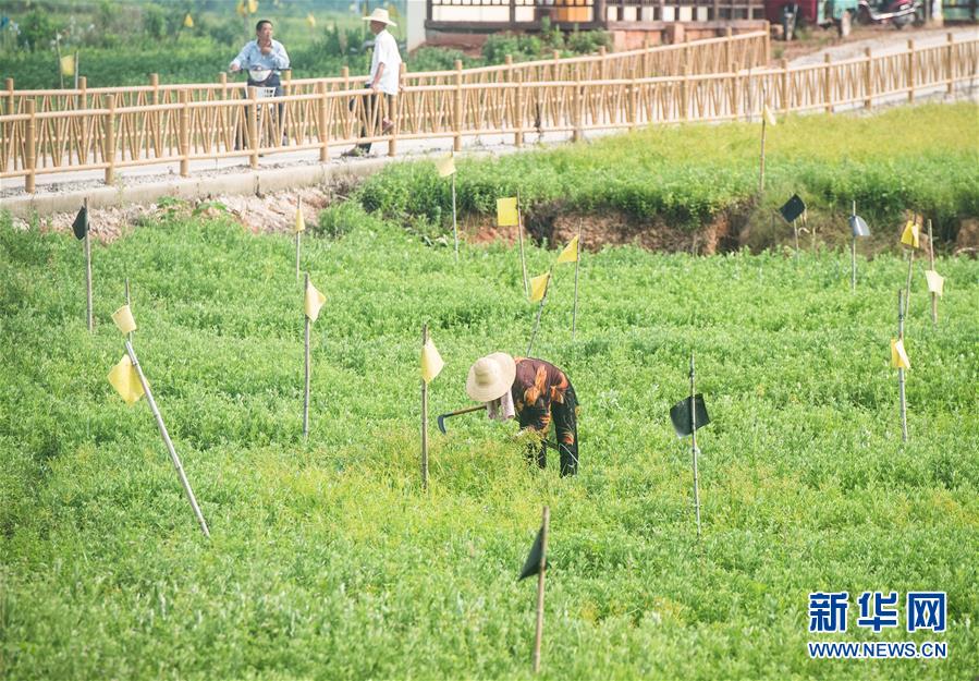（新華全媒頭條·走向我們的小康生活·圖文互動(dòng)）（9）特殊之年，荊楚大地書寫不平凡的答卷