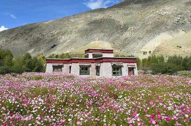西藏尼木:中秋鮮花艷