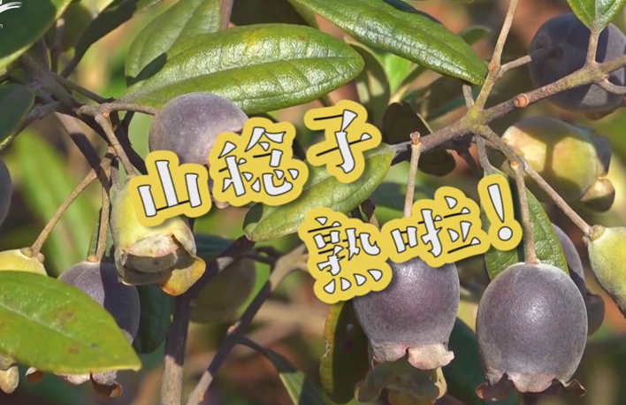 走向我們的小康生活丨山稔子熟啦！