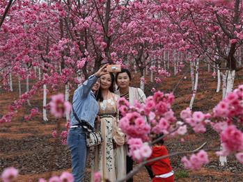 櫻花漫山，一份14年的等待