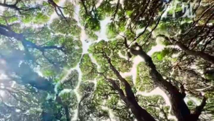 樹木為何會相互“禮讓”？