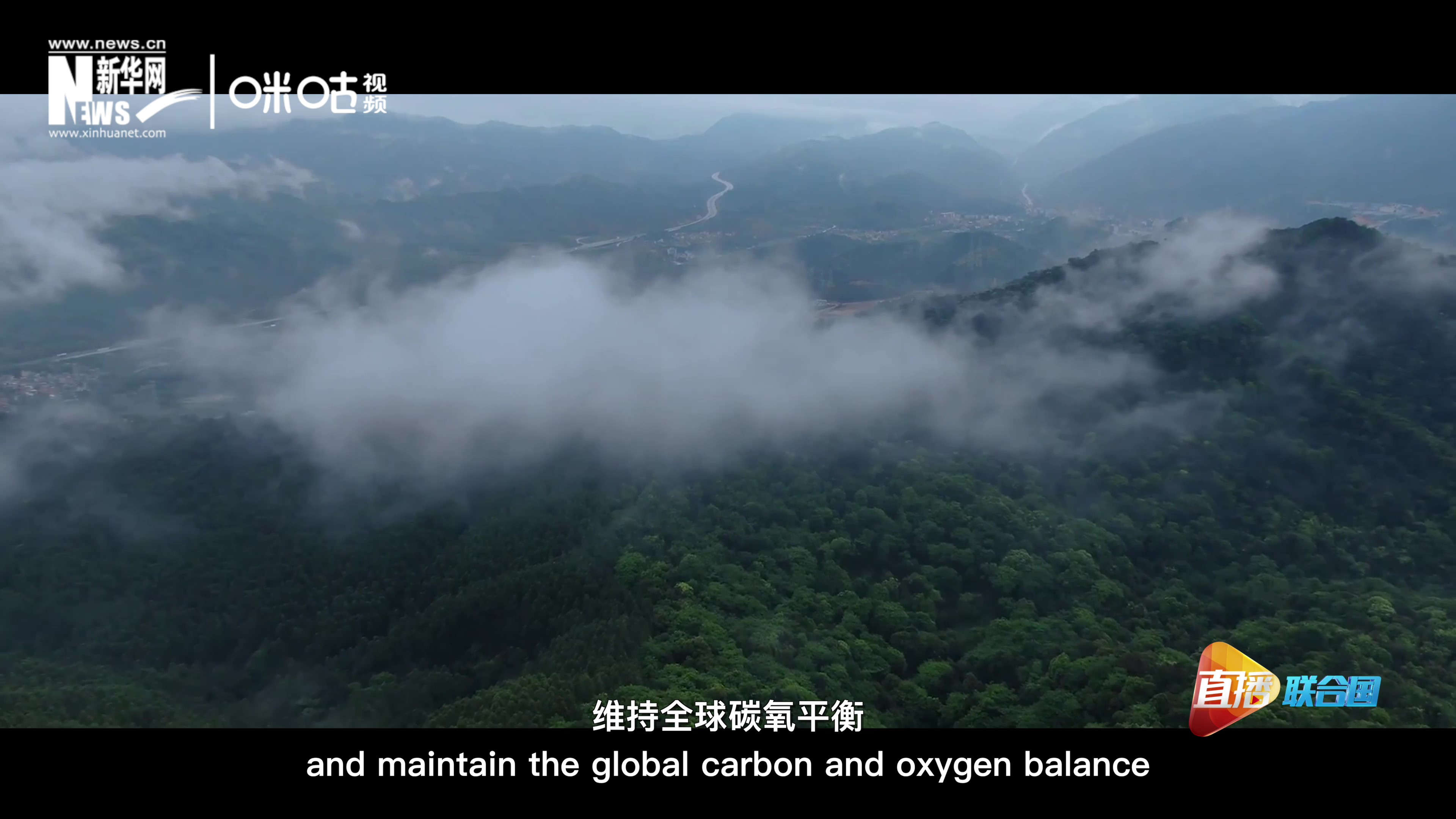 森林的碳匯可以協(xié)助減緩氣候變化，維持全球碳氧平衡