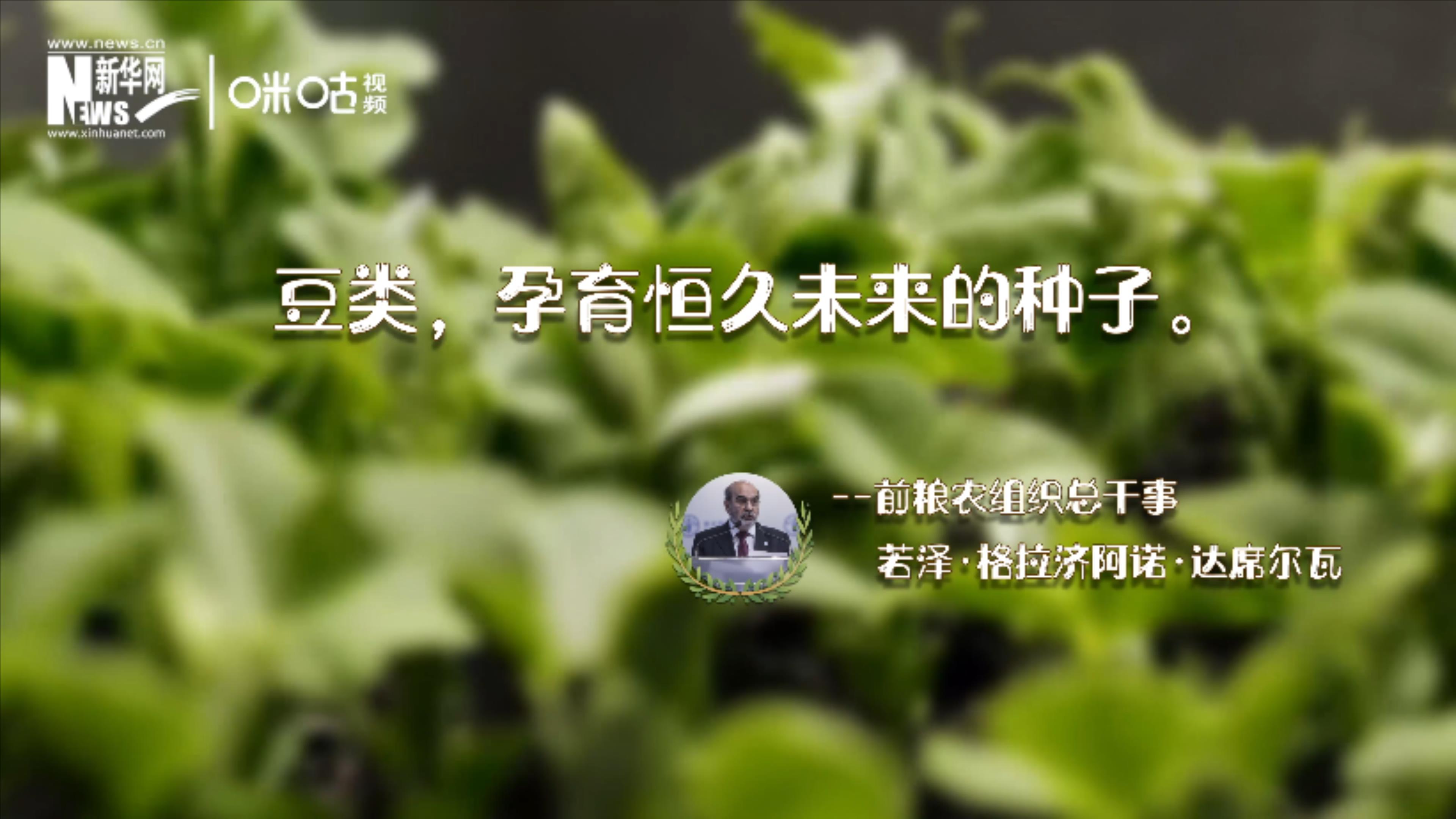 豆類，孕育恒久未來的種子