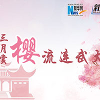 三月賞櫻，流連武大