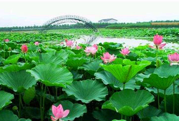 荷花大觀(guān)園