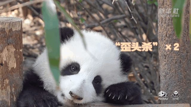 請(qǐng)注意，前方有滾滾發(fā)起近距離“歪頭殺”