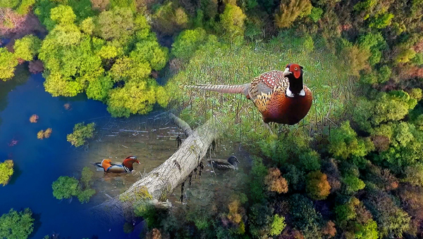 世界地球日丨神奇珍稀動物在哪里？車八嶺國家級自然保護區(qū)走一波