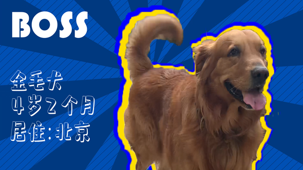 有效拴繩&科學(xué)遛狗——如何文明養(yǎng)犬？“撿屎官”們快看過來！
