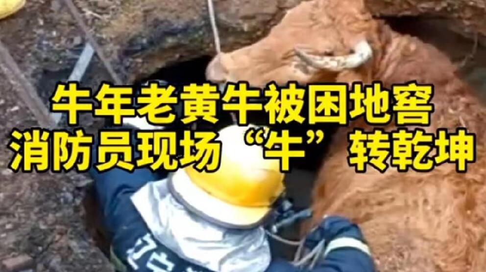 牛年老黃牛被困地窖，消防員現(xiàn)場(chǎng)“牛”轉(zhuǎn)乾坤！