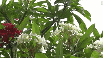云南西雙版納：雞蛋花盛開！帶你看看一樹多花的奇觀