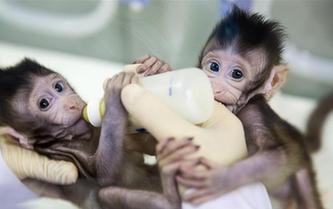 重大突破！兩只克隆猴在中國誕生